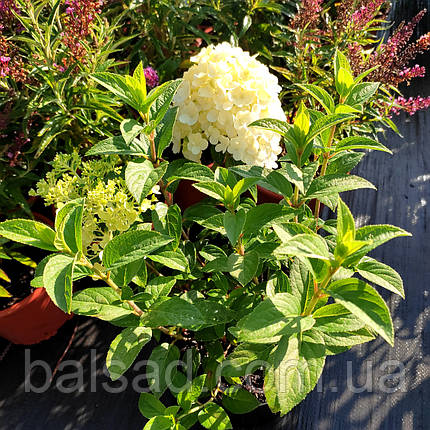 Гортензія Літл Альф / С3 / Hydrangea paniculata Little Alf, фото 1