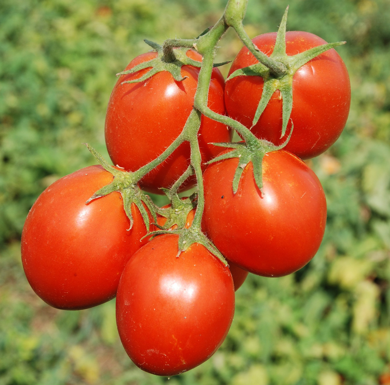 КЕРО F1 - насіння томату, Esasem