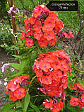 Флокс Orange Perfection, фото 6