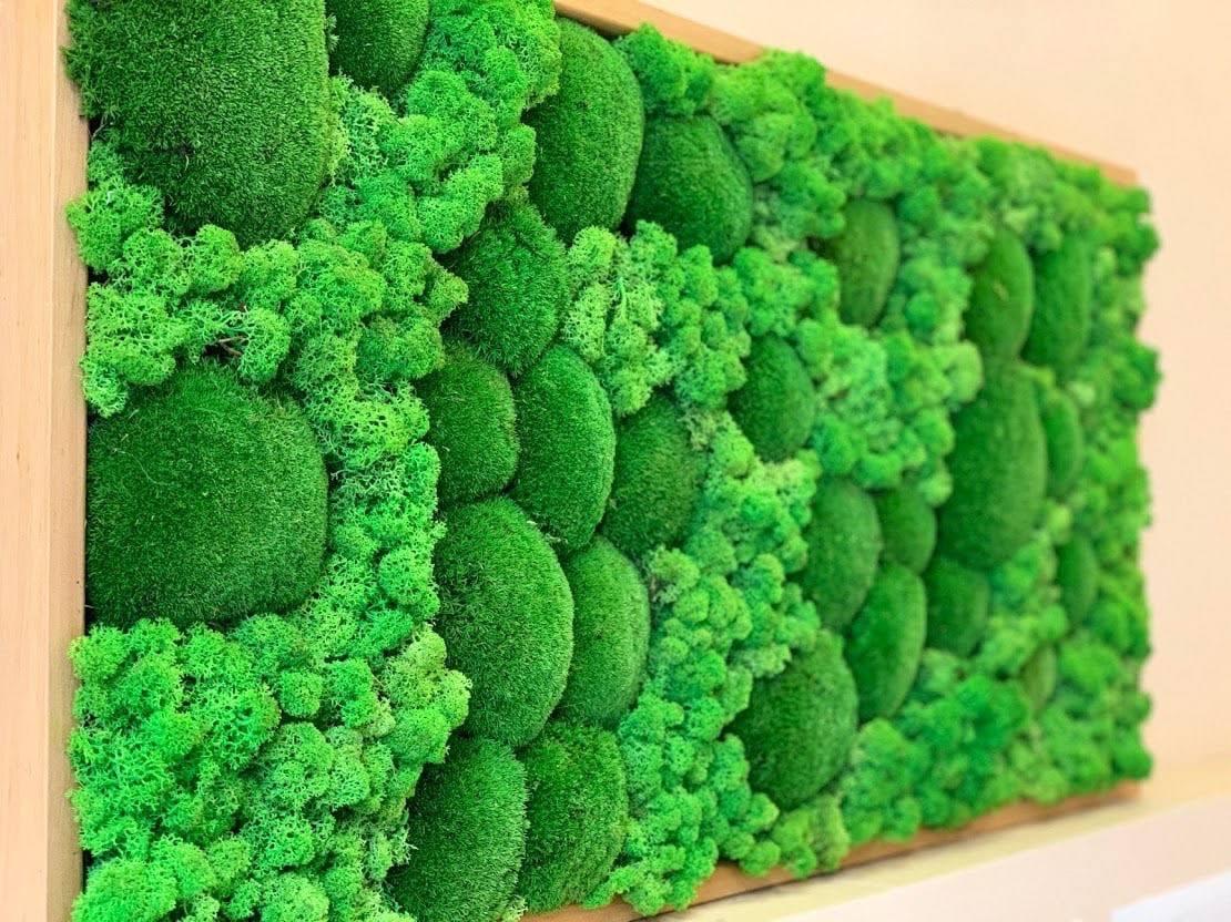 Фитокартина з стабілізованого моху купина, ягель, фото 1