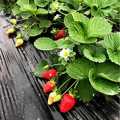 Мульчувальна плівка з перфорацією чорна Пластмодерн 30 мкм 1,2х1000 м (24 місяці)