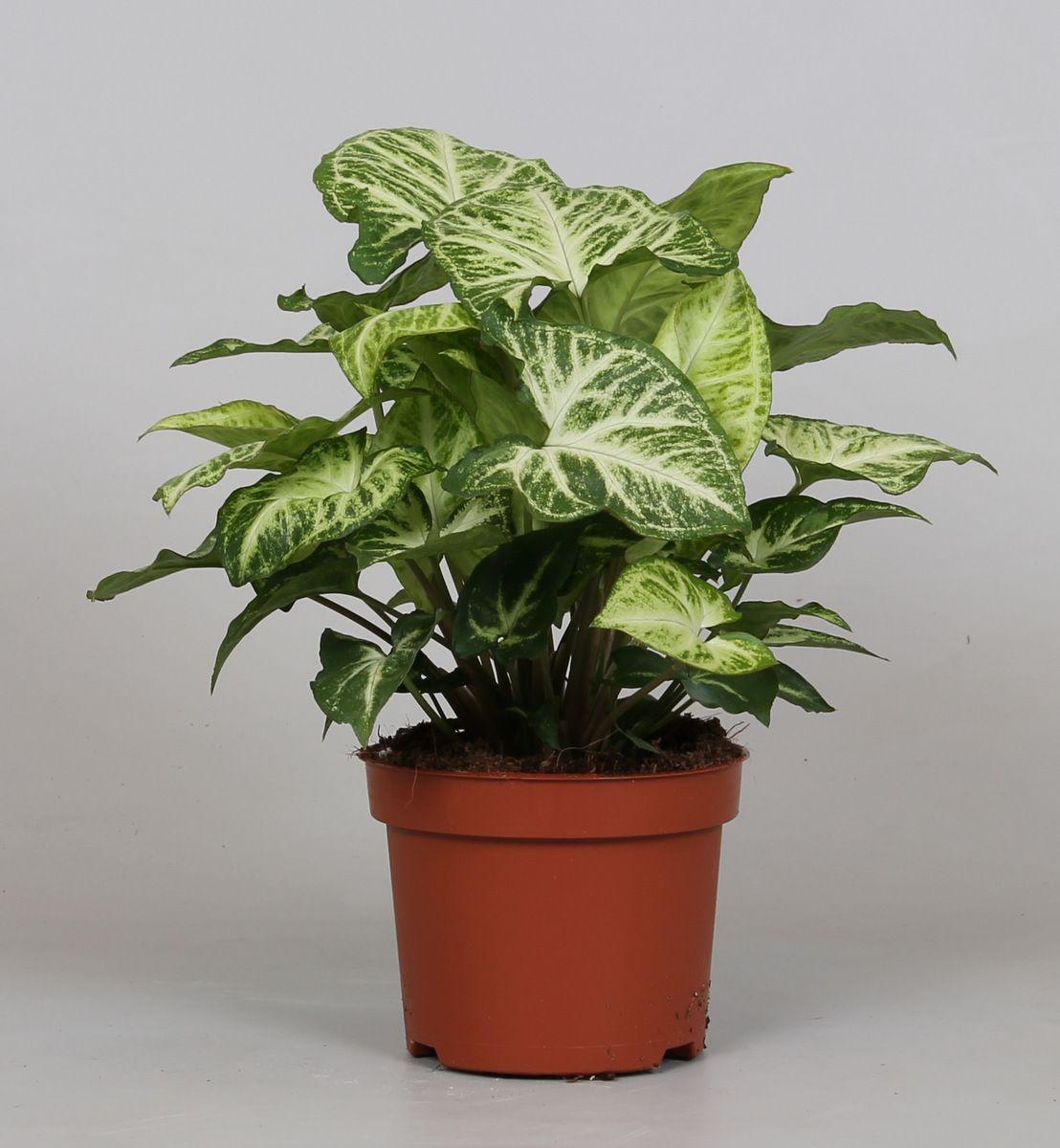 Сінгоніум кімнатна рослина (горщик д.12)