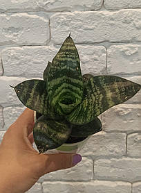 Сансевєрія низькоросла. Ханна