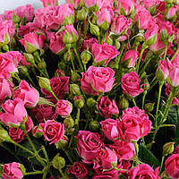 Саджанці бордюрних троянд Лавлі Лідія