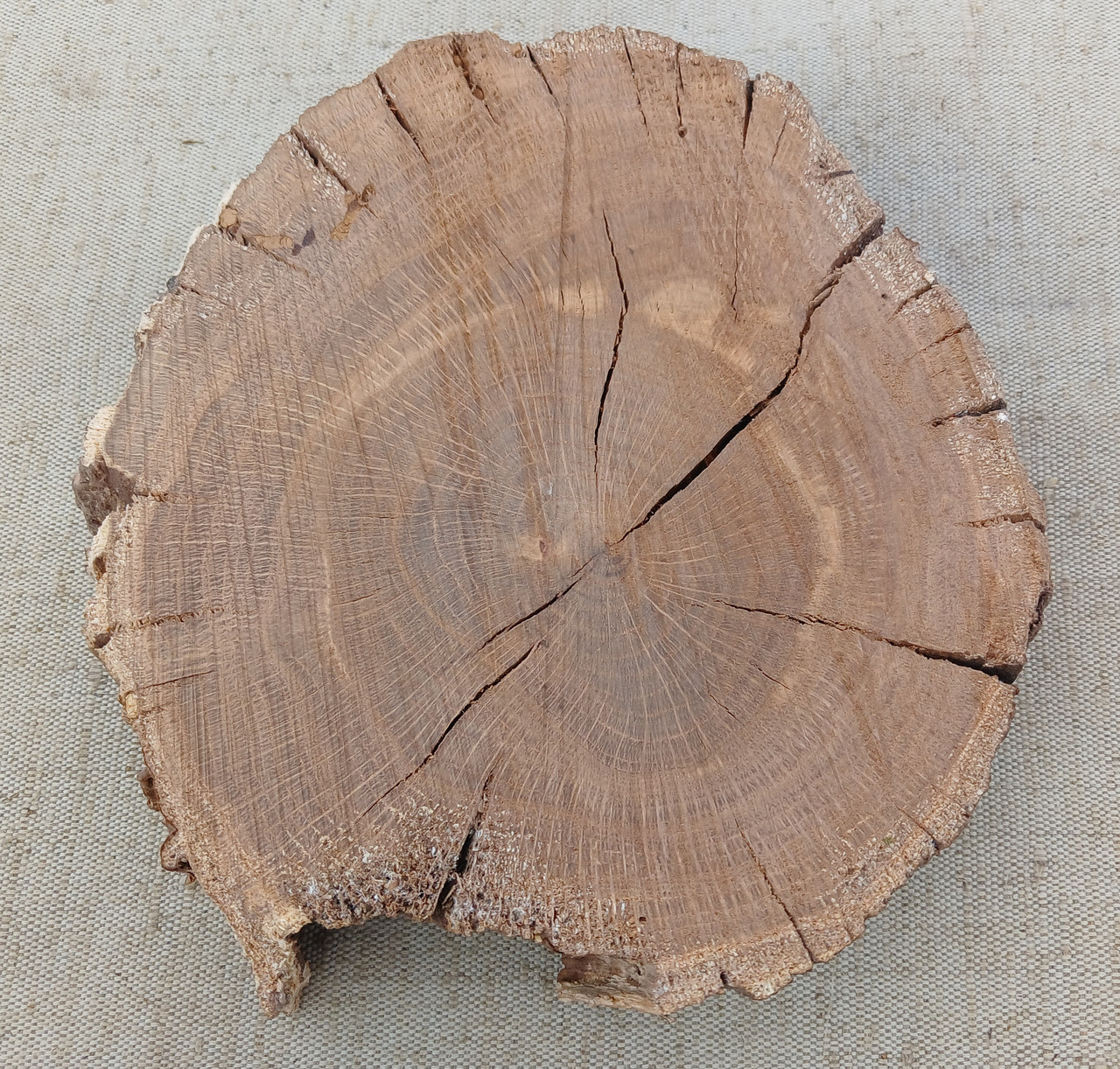 Дерев'яний зріз сухого дуба без кори, 200х180мм.