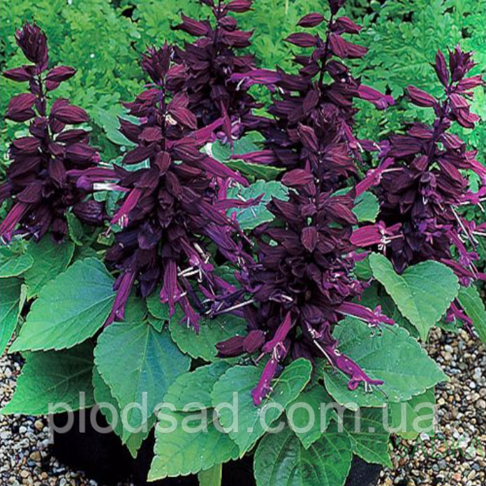 Насіння Сальвія Ріо чорна 0,2 г, SeedEra