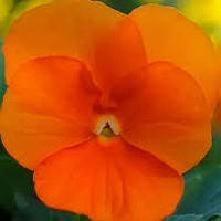 Фіалка садова Швейцарський гігант жовте насіння (0.1 гр)