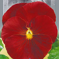 Насіння Фіалка садове Швейцарський гігант Скарлет 0.1 г, SeedEra