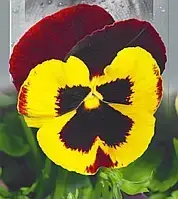 Насіння Фіалка садове Швейцарський гігантський жовто-червоний 0.1 г, SeedEra