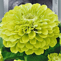 Насіння Цинія Високоросле Елегантне Енві 0.5 г, SeedEra