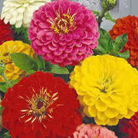 Цинія Високоросла суміш, насіння 0.5 г, SeedEra