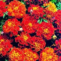 Оксамитові оксамитові Боніта Болеро насіння (0.5 гр)