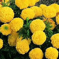 Оксамитові чорнорослі Купід Лимон насіння (0.5 г)