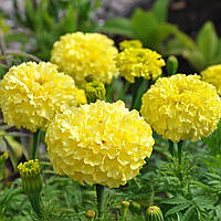 Оксамит Прямостійке Аляска насіння (0.5 гр)