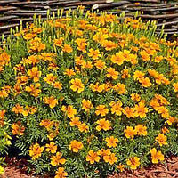 Чорнобривці Оранжевий Гном насіння (0.1 гр)