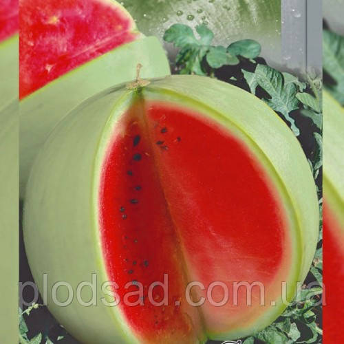 Насіння Кавун Суцільнолистий, 1 г, SeedEra