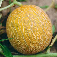 Семена Дыня Колхозница 10 г, TM GL Seeds
