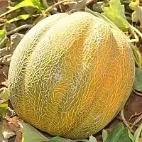 Насіння Диня Ефіопка 2 г TM GL Seeds