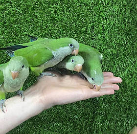 Калита, Монах (Квакер) ручні