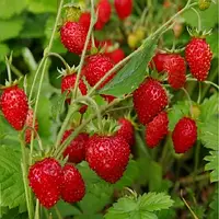 Насіння Земляни Ананасна 0.1 г, TM GL Seeds