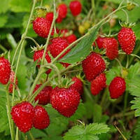 Насіння Земля Барон Соломахер 0.1 г, TM GL Seeds