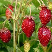 Насіння Земляни Регіна 0.1 г, TM GL Seeds