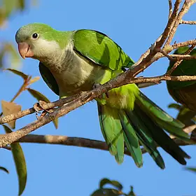 Калита (Квакер) папуга-монах