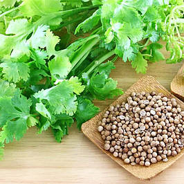 Насіння прянощів