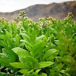 Насіння тютюну курильного