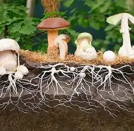 Міцелій грибів
