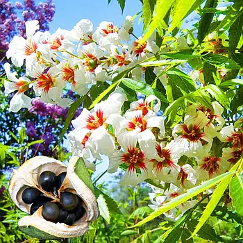 Саджанці Горіха Чекалкіна (Ксантоцерас горобинолистний) - Xanthoceras sorbifolium