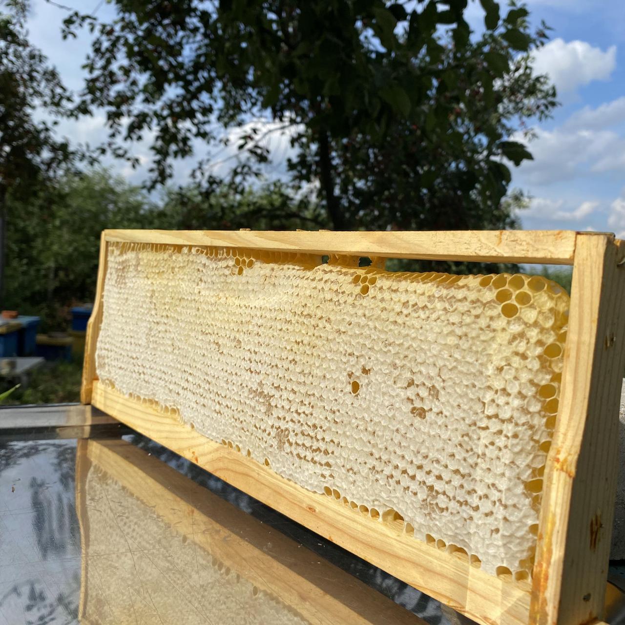 Стільники (соти) меду Акації з різнотрав'ям ціла рамка 435*145 мм, фото 1