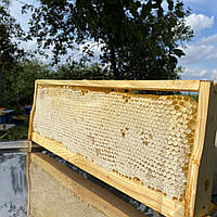 Стільники (соти) меду Акації з різнотрав'ям ціла рамка 435*145 мм