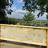 Стільники (соти) меду Акації з різнотрав'ям ціла рамка 435*145 мм, фото 2