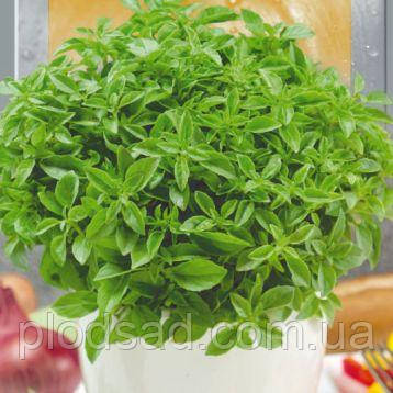 Насіння Базилік Зелений Кімнатний 0.5 г, SeedEra