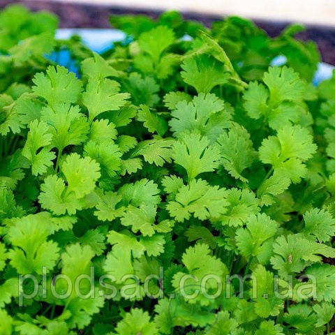 Коріандр (кінза) посівний Некарт насіння (3 г)