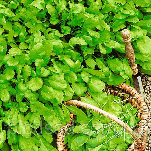 Крес-салат Широколистне насіння (1гр)