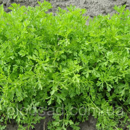 Крес-салат Кучеряве насіння (1гр)