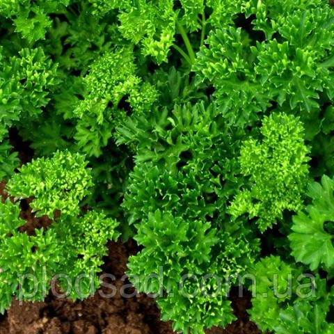 Насіння Петрушка Парамоунт кучерява, Seedera