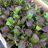 Гірчиця салатна Ред гігант насіння (1 г)