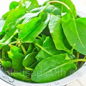 Насіння Черемша 0,2 г Seedera