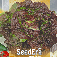 Насіння Салат Чотири Сезони 1 г, SeedEra