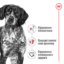 Сухий корм для собак ROYAL CANIN MEDIUM ADULT для середніх порід 15 кг, фото 4