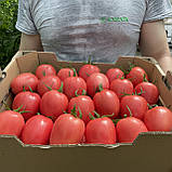 Пінк Піонер F1 (500 нас.) насіння томату Sakata, фото 2