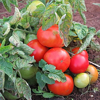 Прима-люкс F1 (5 г) насіння томату Елітний Ряд