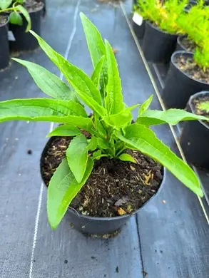 Ехінацея гібридна Сан Сікерс Епл Грін \ Echinacea SunSeekers Apple Green ( саджанці р12 ), фото 3