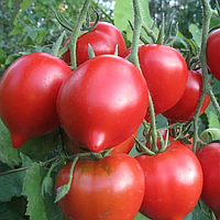 Примадонна F1 (1 г) насіння томату Елітний Ряд