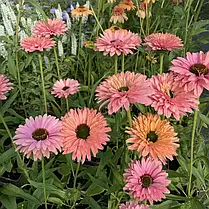 Ехінацея гібридна Сан Сікерс Рейнбоу \ Echinacea SunSeekers Rainbow ( саджанці р12 ), фото 3