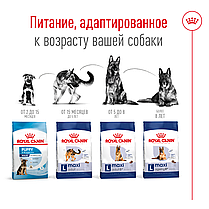 Сухий корм для собак ROYAL CANIN MAXI ADULT 8+ для великих порід старших 8 років 15 кг, фото 3
