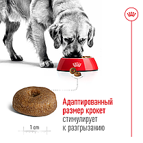 Сухий корм для собак ROYAL CANIN MAXI ADULT 8+ для великих порід старших 8 років 15 кг, фото 5